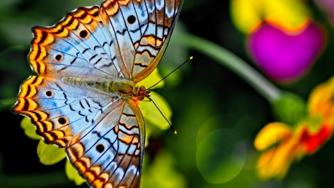 Biodiversité : plus de 2.400 espèces menacées en France