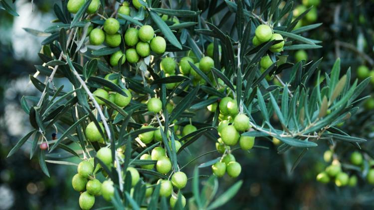 Jardinage : comment bien soigner un olivier