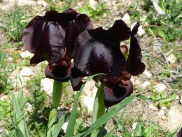 6 plantes et fleurs de couleur noire pour sublimer votre jardin