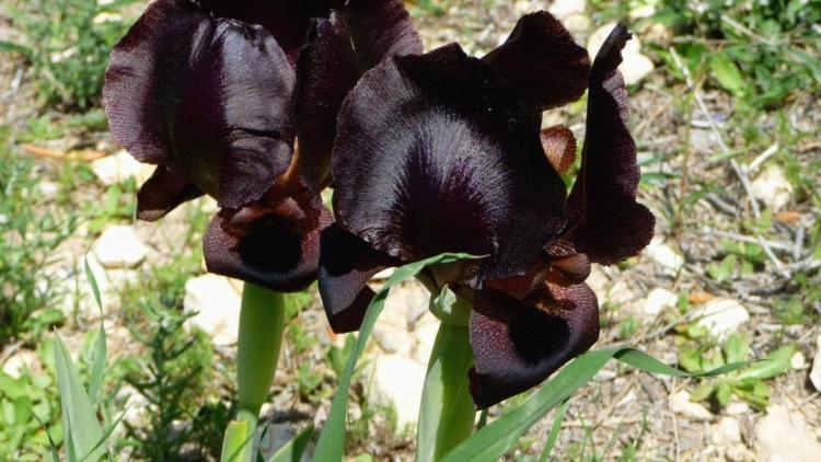 6 plantes et fleurs de couleur noire pour sublimer votre jardin