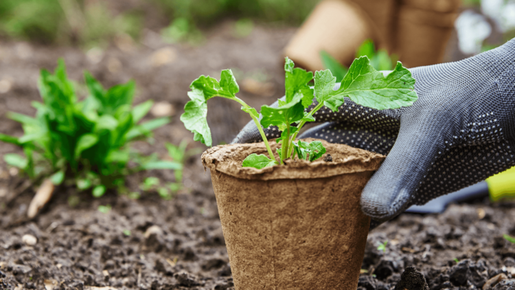 Trois bonnes pratiques pour jardiner au naturel