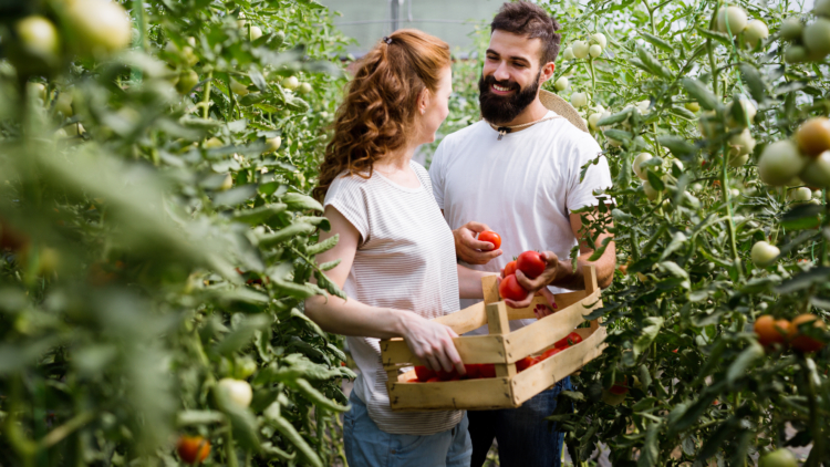 Comment soigner les feuilles de vos tomates ?