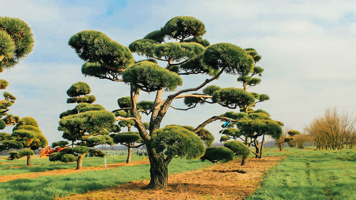 Pinus Sylvestris bonsaï