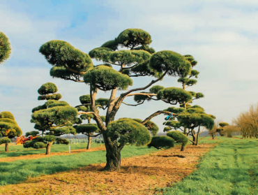 Pinus Sylvestris bonsaï