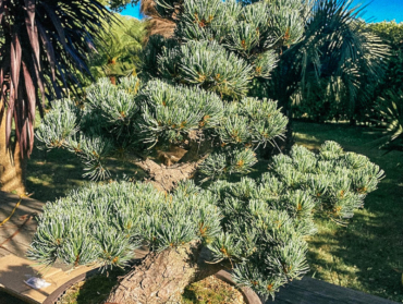 Pinus pentaphylla bonsaï