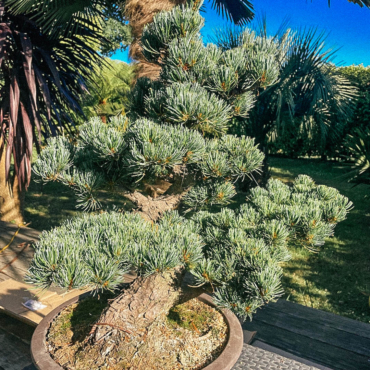 Pinus pentaphylla bonsaï
