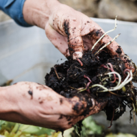 Entre recyclage et jardinage, tout comprendre de ce qu’est le compost