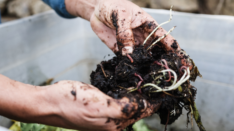 Entre recyclage et jardinage, tout comprendre de ce qu’est le compost