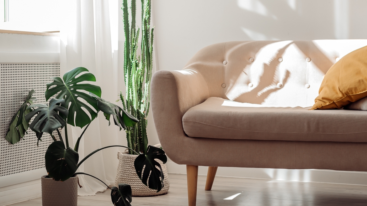 Comment bien entretenir les plantes vertes d’intérieur ?