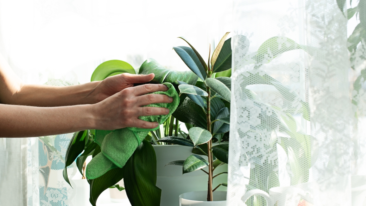 Pourquoi devrions-nous nettoyer les feuilles des plantes à la maison ?