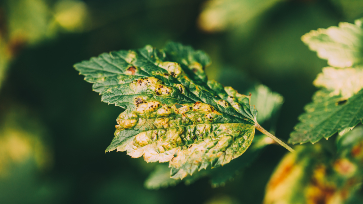 Comment éloigner les moucherons des plantes d&rsquo;intérieur ?