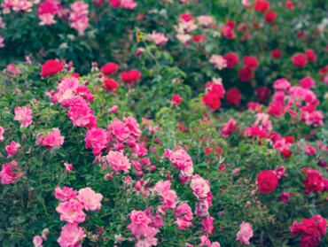 Les plantes incontournables pour créer un jardin à l’anglaise