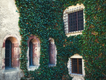Quelles plantes pour un mur à l’ombre ? Notre top 3 !