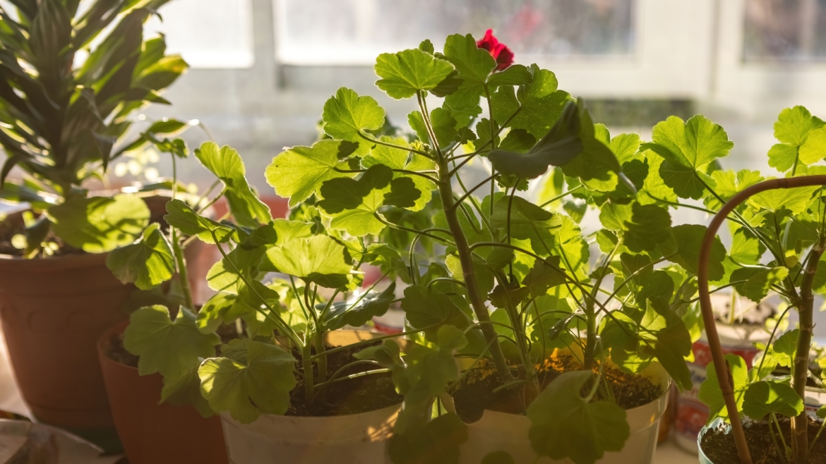 Ces 10 plantes d’intérieur à avoir chez soi pour purifier naturellement l’air de notre maison