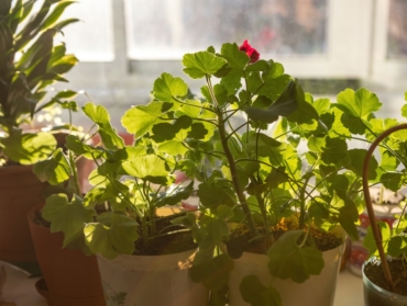 Ces 10 plantes d’intérieur à avoir chez soi pour purifier naturellement l’air de notre maison