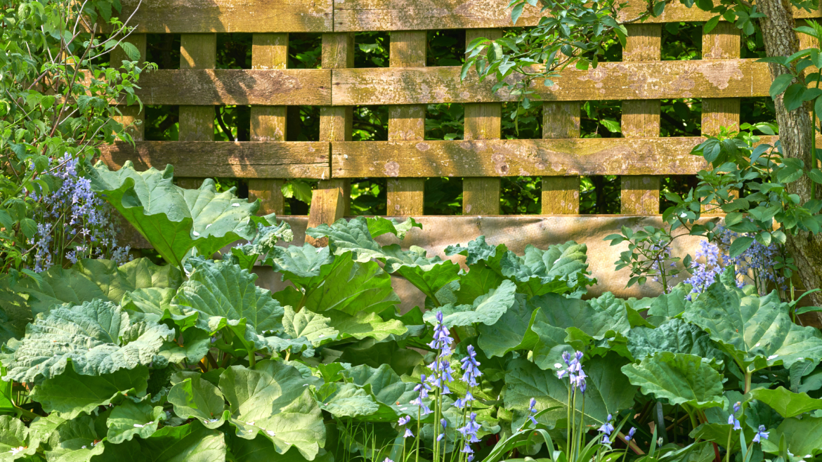 Plantes aux Feuilles Géantes : Transformez Votre Jardin en Jungle Exotique