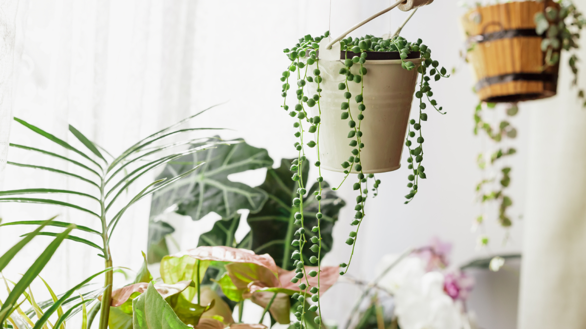Plantes Grasses Retombantes d&rsquo;Intérieur : 12 Variétés pour une Déco Unique