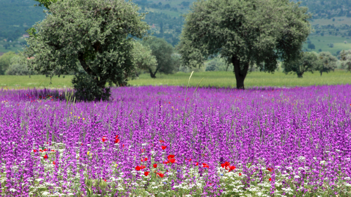Biodiversité et Entreprises : Enjeux, Actions et Mesures pour un Avenir Durable