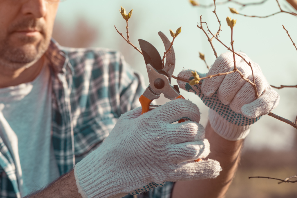 Agriculteur coupant des branches dans un verger de cerisiers avec un sécateur, gros plan avec mise au point sélective Paysagiste en train de tailler des branches avec un sécateur lors de l’entretien d’un jardin professionnel.