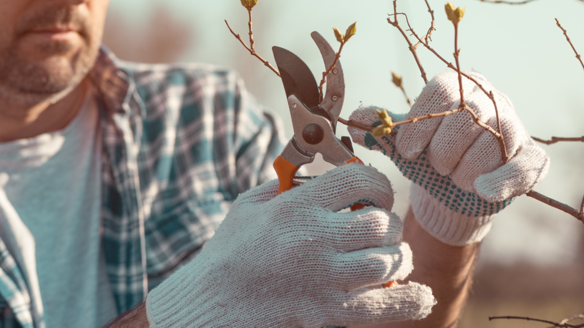 Préparez vos arbres pour l&rsquo;hiver : Traitements essentiels et découverte du kumquat