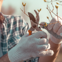 Préparez vos arbres pour l’hiver : Traitements essentiels et découverte du kumquat