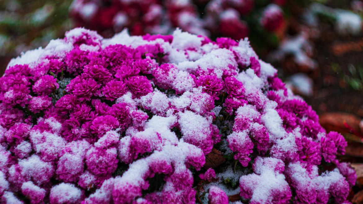 Protéger son Jardin du Froid : Conseils et Gestes Essentiels pour l&rsquo;Hiver