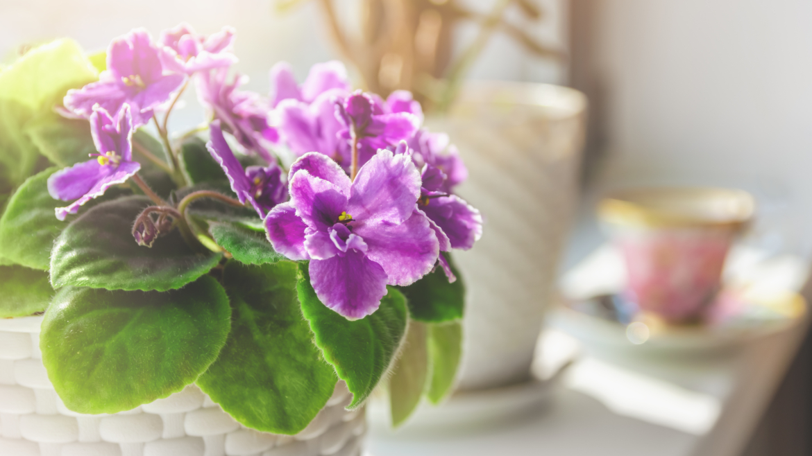 Jardinage pour Débutants : Les 5 Plantes d&rsquo;Intérieur Faciles à Entretenir