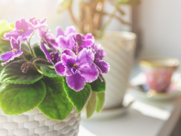 Jardinage pour Débutants : Les 5 Plantes d’Intérieur Faciles à Entretenir