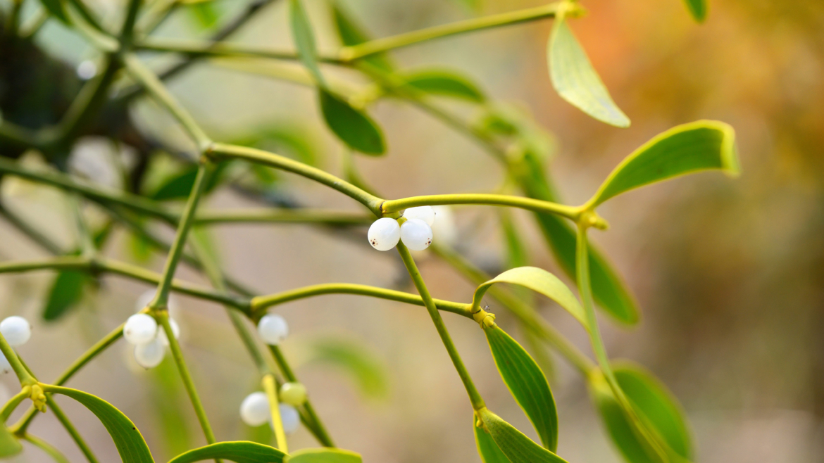 Le Top 7 des Plantes Porte-Bonheur à Cultiver dans Votre Jardin