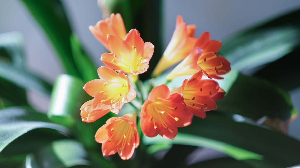 Top 12 des Plantes d&rsquo;Intérieur Fleuries pour Égayer Votre Maison