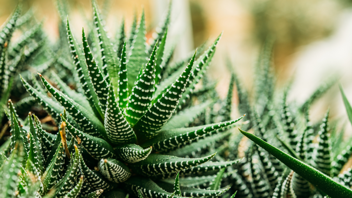 Succulentes : Les Plantes Originales Parfaites pour Votre Balcon ou Terrasse
