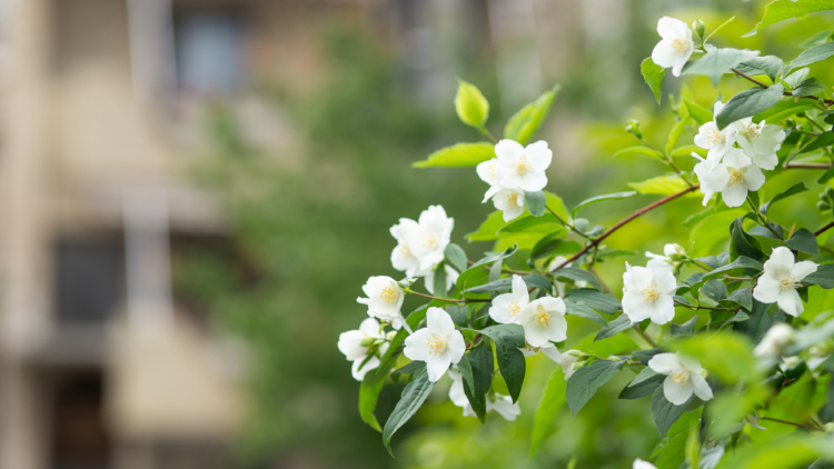 Les 7 Plus Belles Plantes Grimpantes pour Embellir Votre Jardin