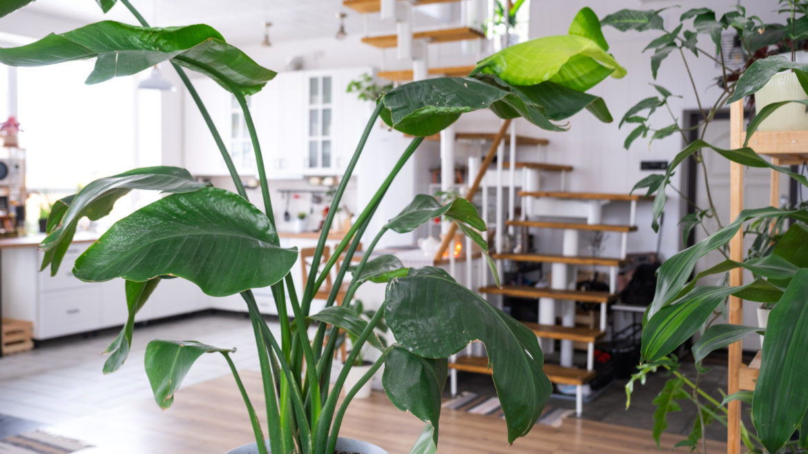 Les 10 Grandes Plantes d’Intérieur Indispensables pour Votre Maison