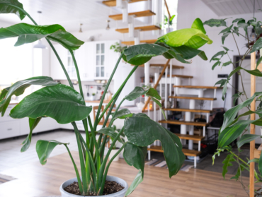 Les 10 Grandes Plantes d’Intérieur Indispensables pour Votre Maison