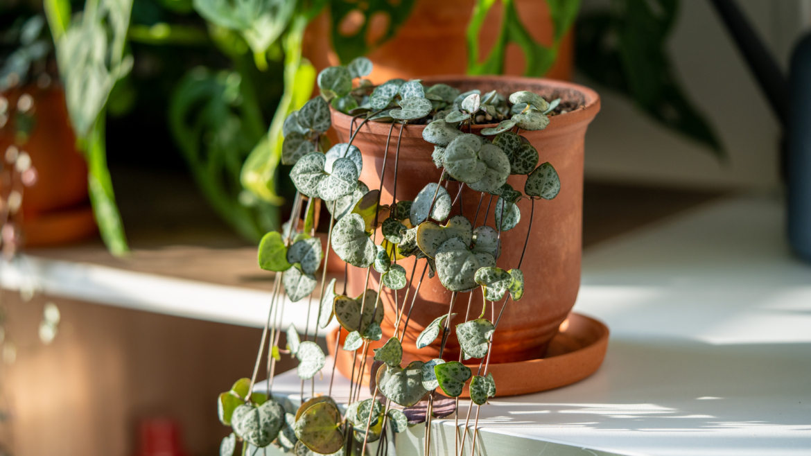 Top 5 des Plantes d&rsquo;Intérieur qui Tolèrent l&rsquo;Air Sec et Chaud