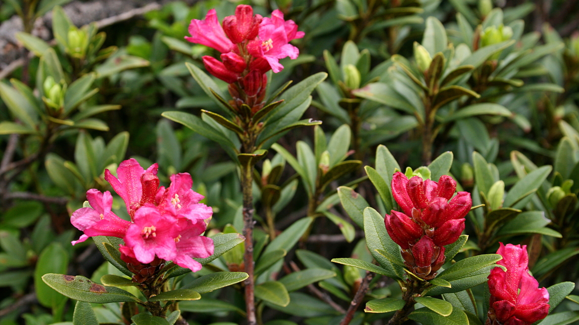 Rhododendrons