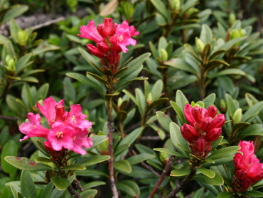 Rhododendrons