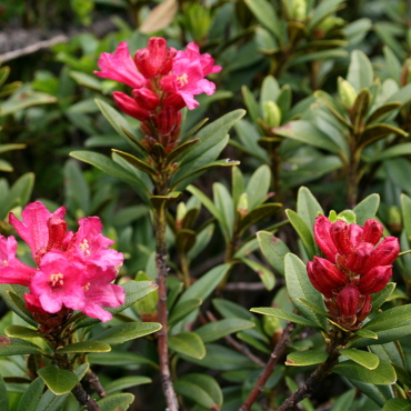 Rhododendrons