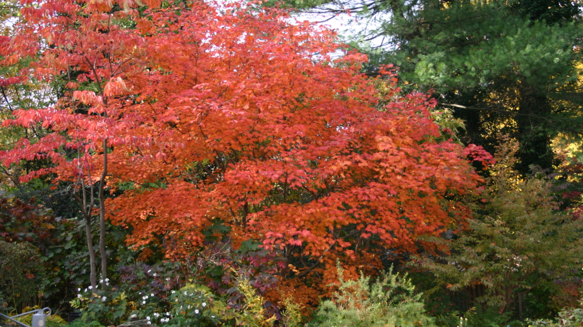 Acer japonicum