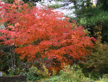 Acer japonicum