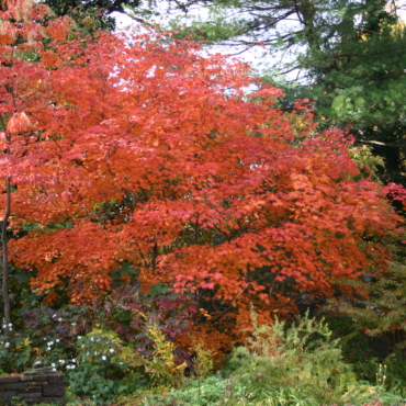 Acer japonicum