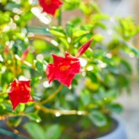 5 Plantes Retombantes Époustouflantes pour Embellir Votre Balcon