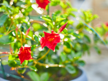 5 Plantes Retombantes Époustouflantes pour Embellir Votre Balcon