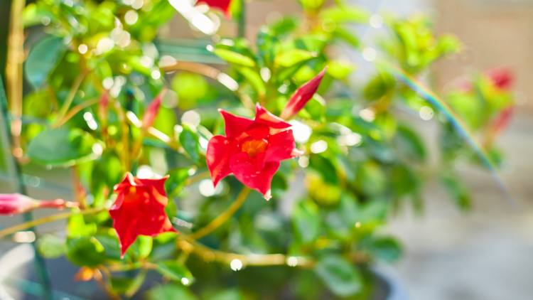 5 Plantes Retombantes Époustouflantes pour Embellir Votre Balcon