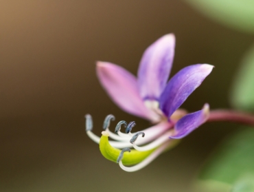 7 Plantes Incontournables pour Éloigner les Moustiques de Votre Balcon ou Terrasse