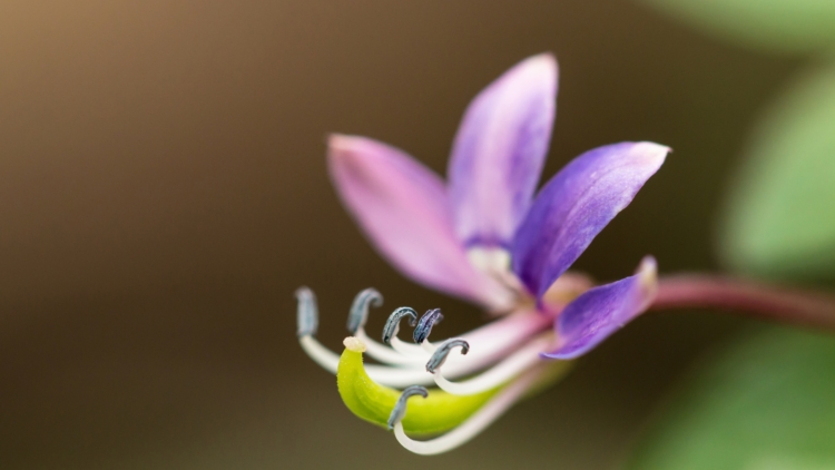 7 Plantes Incontournables pour Éloigner les Moustiques de Votre Balcon ou Terrasse