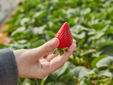 Préparez dès maintenant la récolte de fraises de 2025 pour un plaisir garanti au printemps