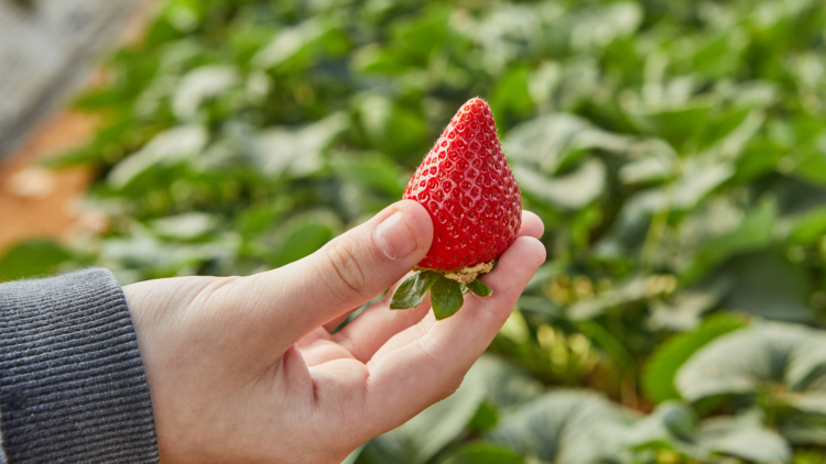 Préparez dès maintenant la récolte de fraises de 2025 pour un plaisir garanti au printemps