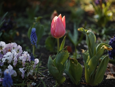 5 Plantes à Semer en Octobre pour un Jardin Fleuri et Spectaculaire au Printemps