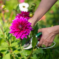 5 Plantes à Tailler Avant Fin Octobre pour un Jardin Fleuri au Printemps